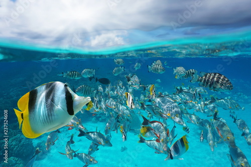 Szkoła tropikalnych ryb pod wodą i niebo z chmurami, podzielony widok nad i pod powierzchnią wody, laguna Rangiroa, Tuamotu, Polinezja Francuska, ocean na południowym Pacyfiku