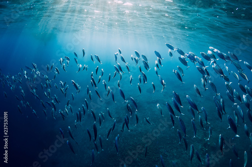 Podwodny dziki świat ze szkolnymi rybami z tuńczyka i promieniami słonecznymi