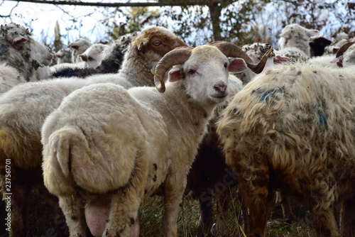 One sheep in the crowd.