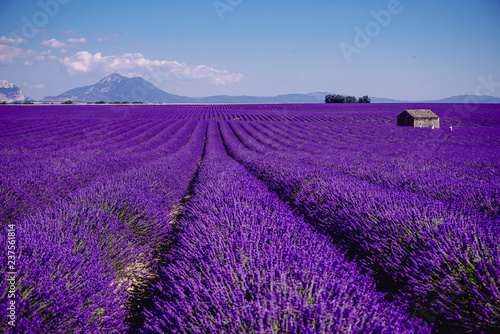 Lavender field - Valensole, France - So violet! Enjoy active summer on the lavender field. One touristic place is in Valensole, France. So impressive! nThe violet everywhere!