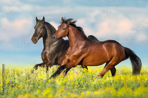 Two bay horse run gallop on flowers field with blue sky behind