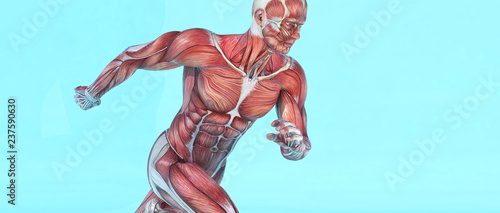 Male muscular system running.