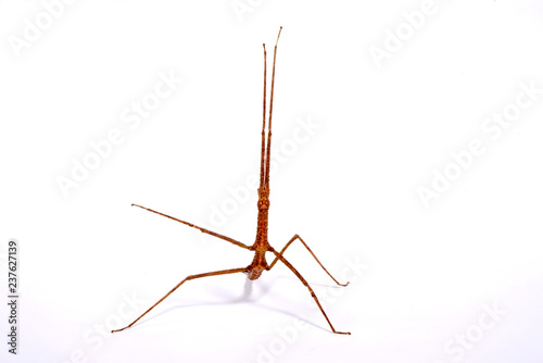 Annam-Stabschrecke (Medauroidea extradentata) - Annam walking stick