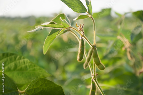 Young soybean pods in a soybean field on a sunny day.