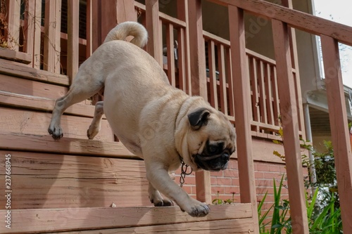 An energetic pug decends the steps, and is ready to play.