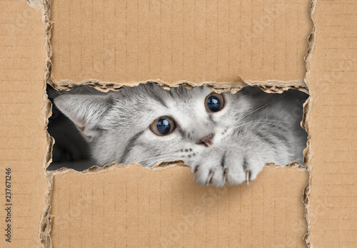 Cute little gray cat looking through cardboard hole