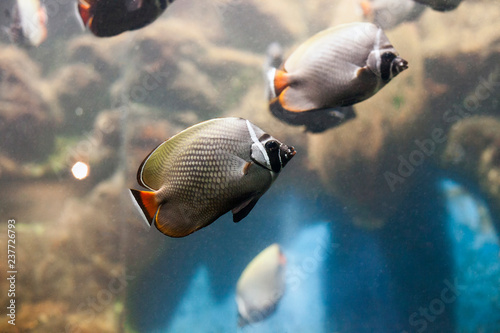 Redtail butterflyfish. Chaetodon collare fish swimming in aquarium