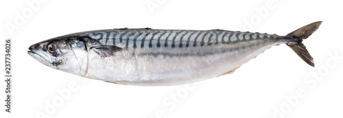 raw mackerel fish