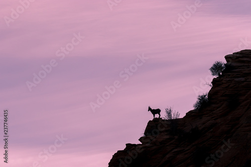 Desert Bighorn Sheep Ewe Silhouetted at Sunrise