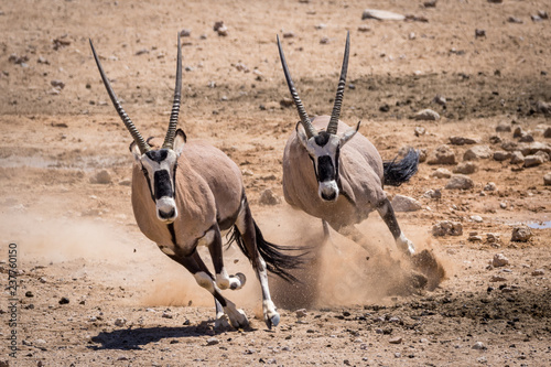 Two Oryx running in the Namib desert