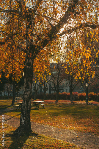 Lonely autumn tree