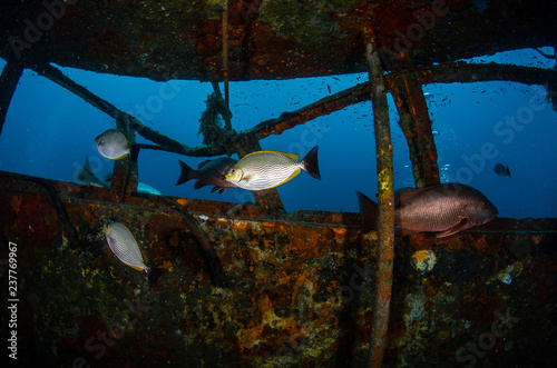 A group of rabbitfishes, Streaked spinefoot (Siganus javus) and a red snapper inside the HTMS Sattakut shipwreck, Koh Tao, Thailand