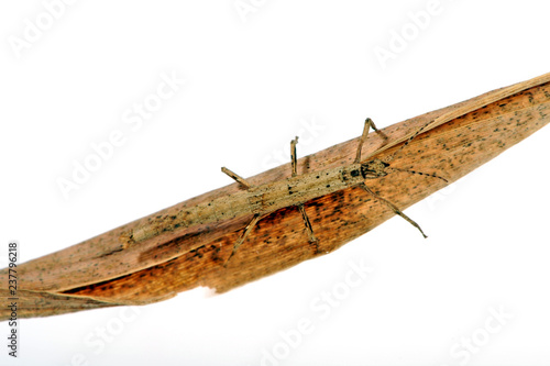 Kleine Asien-Gespenstschrecke (Orestes mouhotii) - stick insect