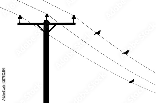 Telegraph pole with perching birds