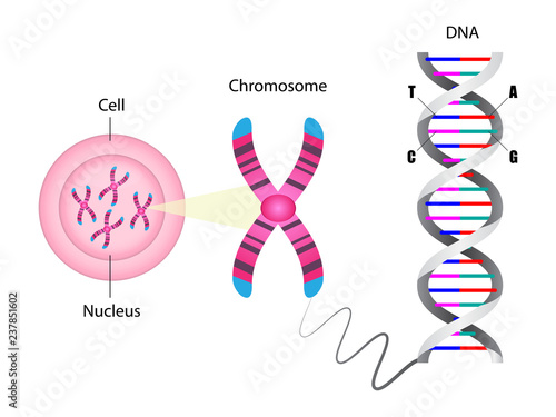 Diagram of chromosome and DNA structure