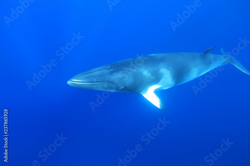 Dwarf minke whale