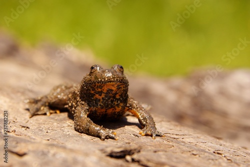Kumak górski. Yellow-bellied toad. Bieszczady. Polska