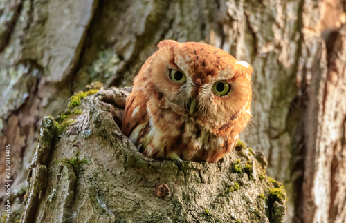 EASTERN SCREECH OWL,Red Phase