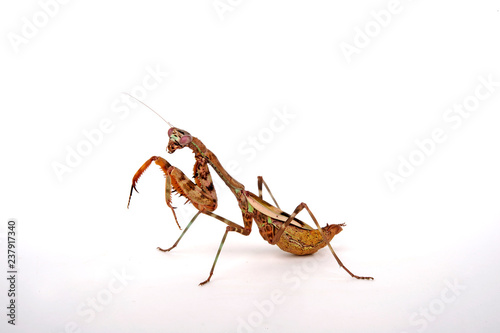 afrikanische Gottesanbeterin / Weibchen (Parasphendale affinis) - budwing mantis / female
