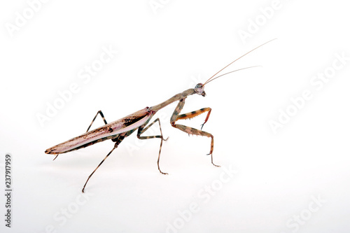 afrikanische Gottesanbeterin / Männchen (Parasphendale affinis) - budwing mantis / male