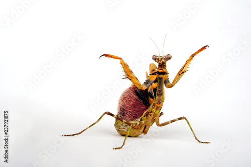 Tansania-Gottesanbeterin (Parasphendale agrionina) - budwing mantis