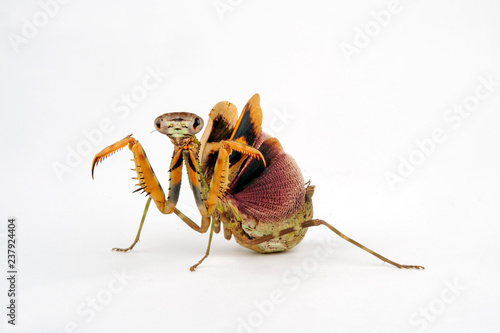 Tansania-Gottesanbeterin (Parasphendale agrionina) - budwing mantis