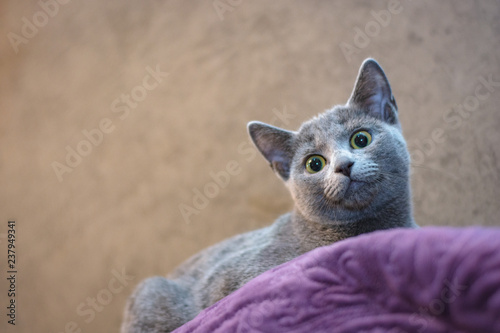 Cat of the breed Russian blue lies on the couch