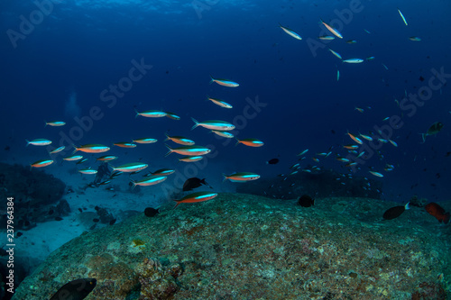 School of Neon Fusilier, Pterocaesio tile in Andaman sea