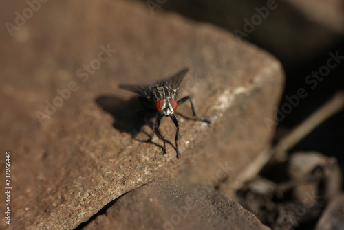 Housefly on railroad tracks - Railroad Fly