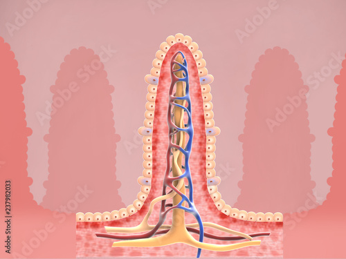 Intestinal villi anatomy, epithelial cells with micro villi and capillary network detailed 3D Rendering