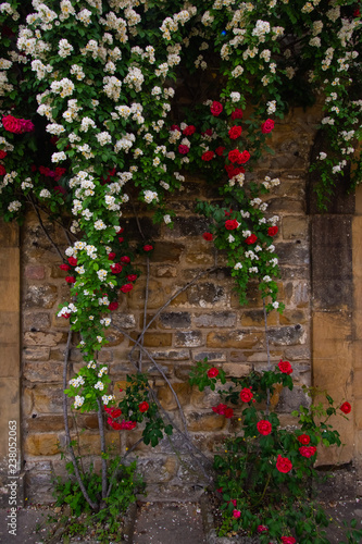 Flower Vines Brick Wall