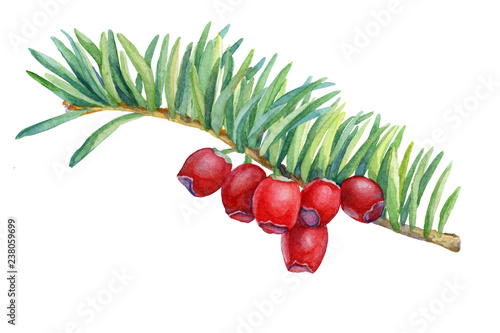 Green branche with red berries of Taxus baccata (also known as European or English yew). Watercolor hand drawn painting illustration isolated on a white background