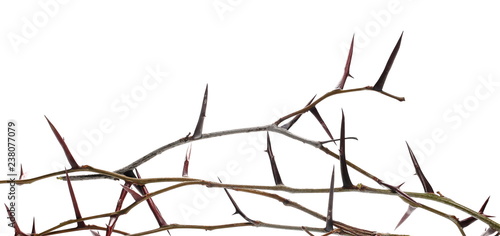 thorny acacia twig isolated on white background