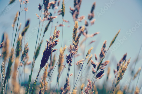 Grasses and flowers in a field blowing in the breeze on a fine summer day, with blue sky and white clouds