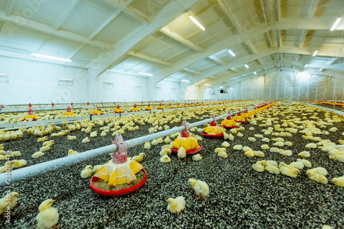 Little yellow chicks in close farm, temperature and light control. Indoors chicken farm, chicken feeding.