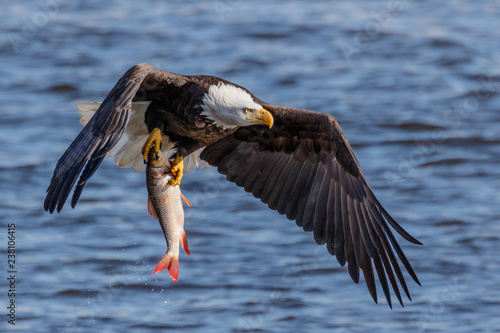 Bald eagle with a fish