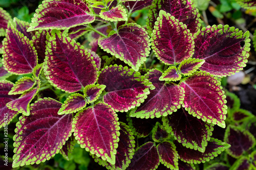 Close up green and red coleus solenostemon hybrida leaves background in a garden