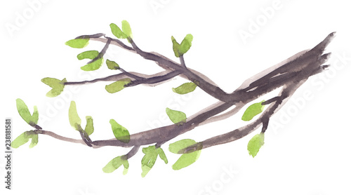 Tree branch with small fresh spring green leaves painted in watercolor on clean white background
