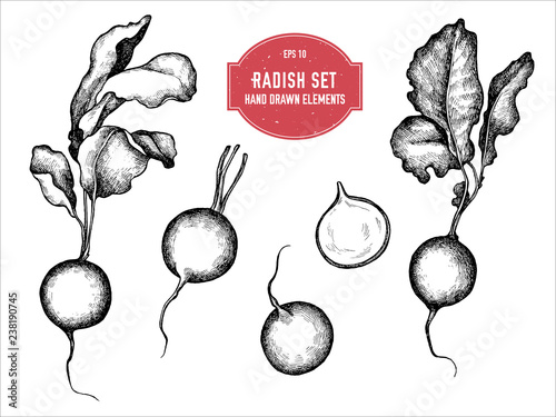 Vector collection of hand drawn black and white radish