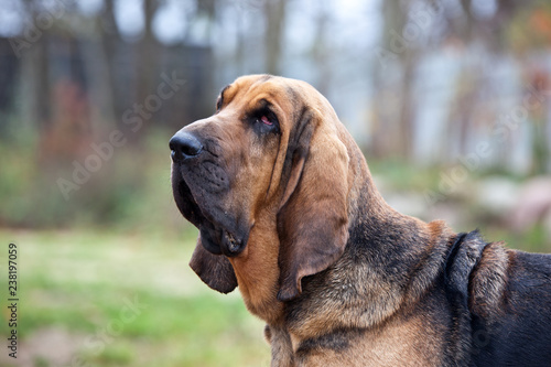 Dog breed bloodhound portrait on nature