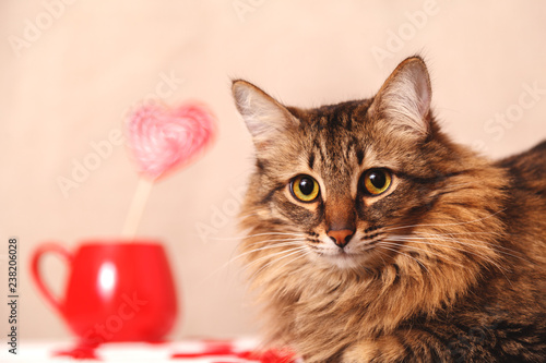 Valentine's day background. Beautiful fluffy cat and a Lollipop in the shape of a heart on a beige background, close-up. Greeting card.