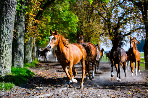 konie Arabskie, Arabian horses in dynamics