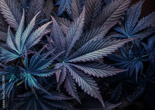 purple cannabis marijuana leaf