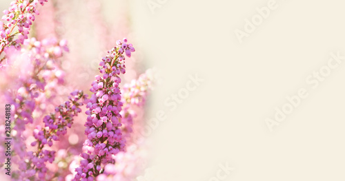 Surreal landscape flowering Erica tetralix small pink lilac plants, shallow depth of field, selective focus photography. copy space