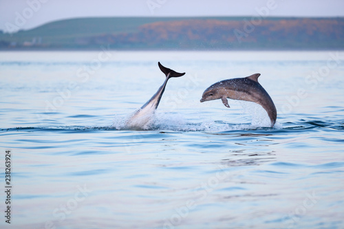 Happy playful wild bottlenose dolphins