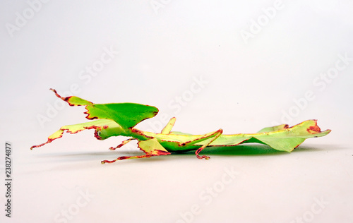 Wandelndes Blatt (Phyllium bioculatum) - Gray's leaf insect