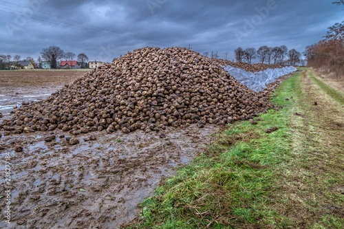 sterta buraków cukrowych na polu