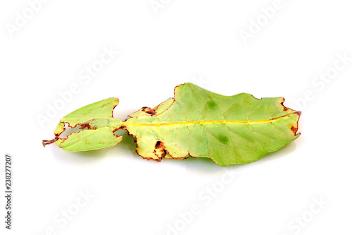 Großes Wandelnde Blatt (Phyllium giganteum) - leaf insect