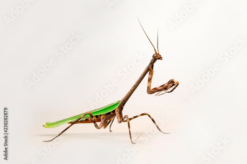 Einhorn-Mantis (Phyllovates chlorophaea) - Texas unicorn mantis