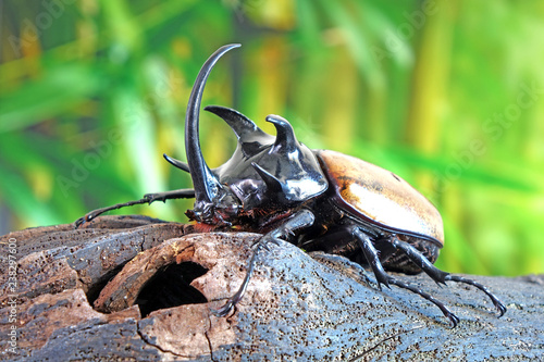 The Five-horned rhinoceros beetle (Eupatorus graciliconis) also known as Hercules beetles, Unicorn or Horn beetles. One of World most famous exotic insects pets. Selective focus,blurred background